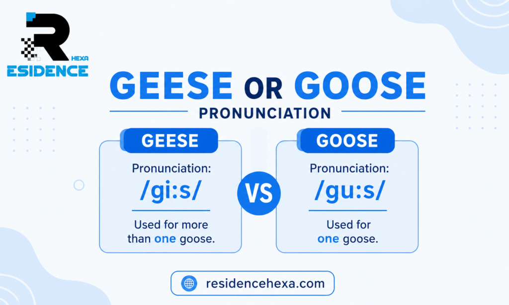 Geese vs Goose Pronunciation